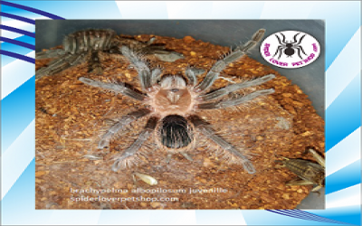Albopilosum 6 cm tarantula